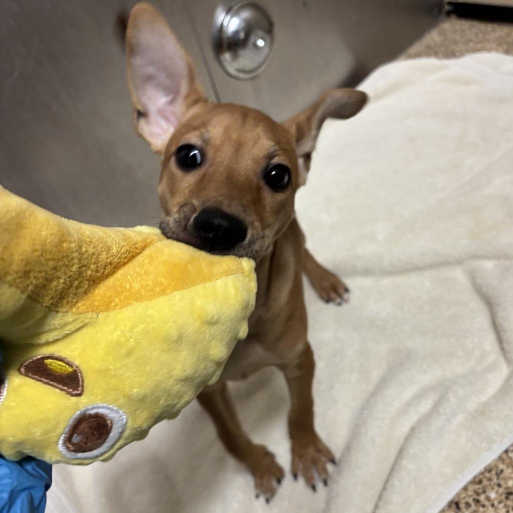 Tofurkey, a Adoptable mixed breed in Tempe, AZ image 6/6