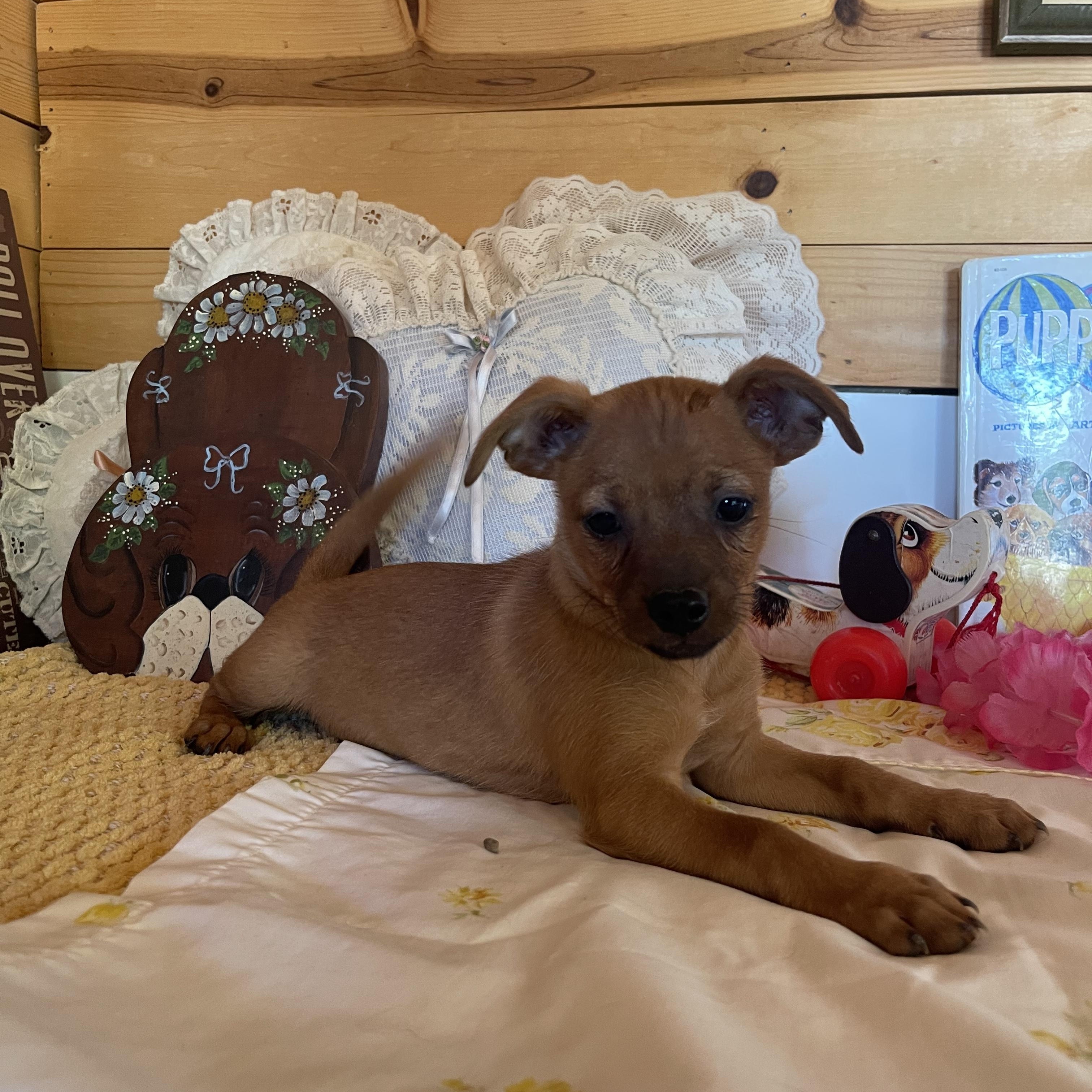 Flynn, an adopted mixed breed in Vacaville, CA image 3/4