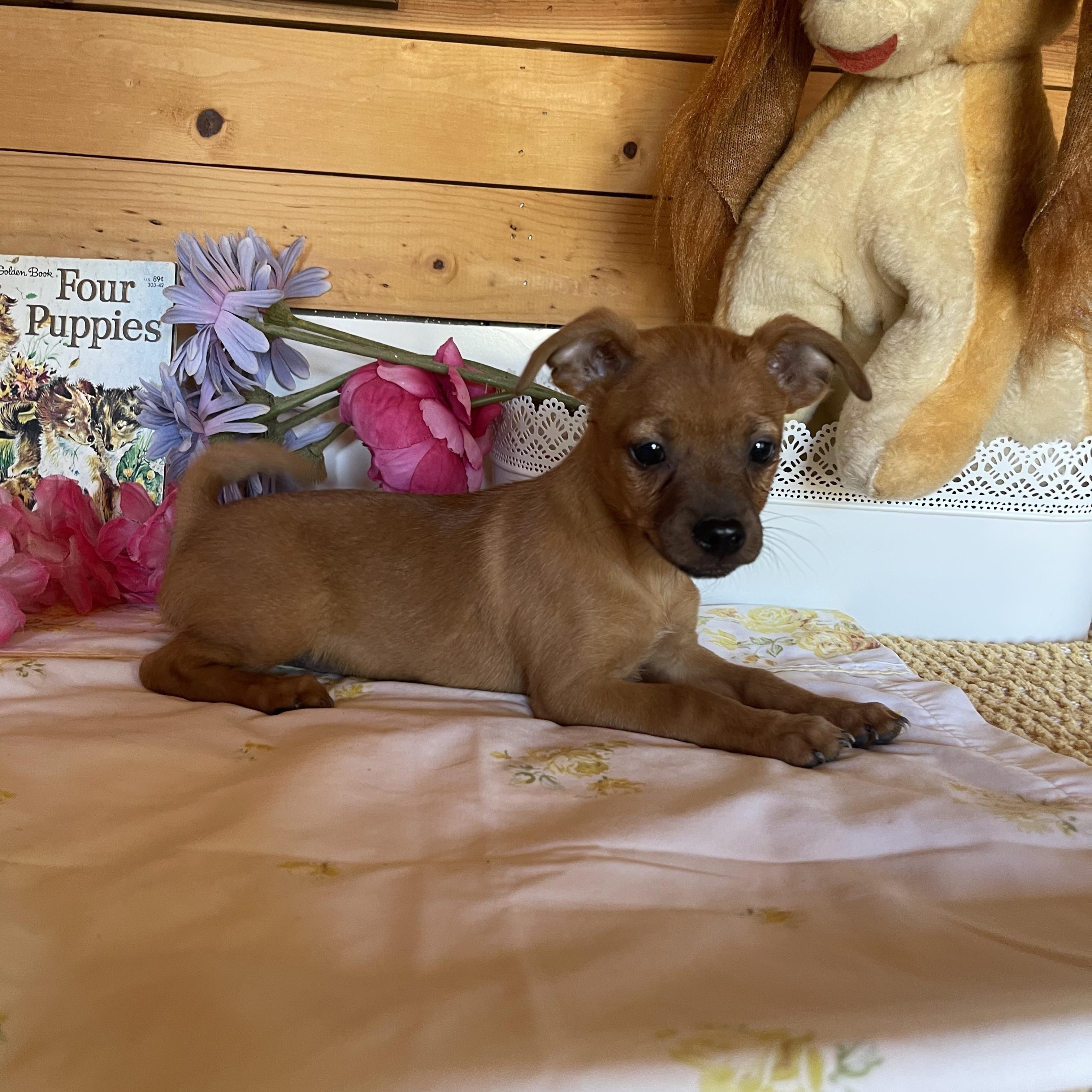 Flynn, an adopted mixed breed in Vacaville, CA image 4/4