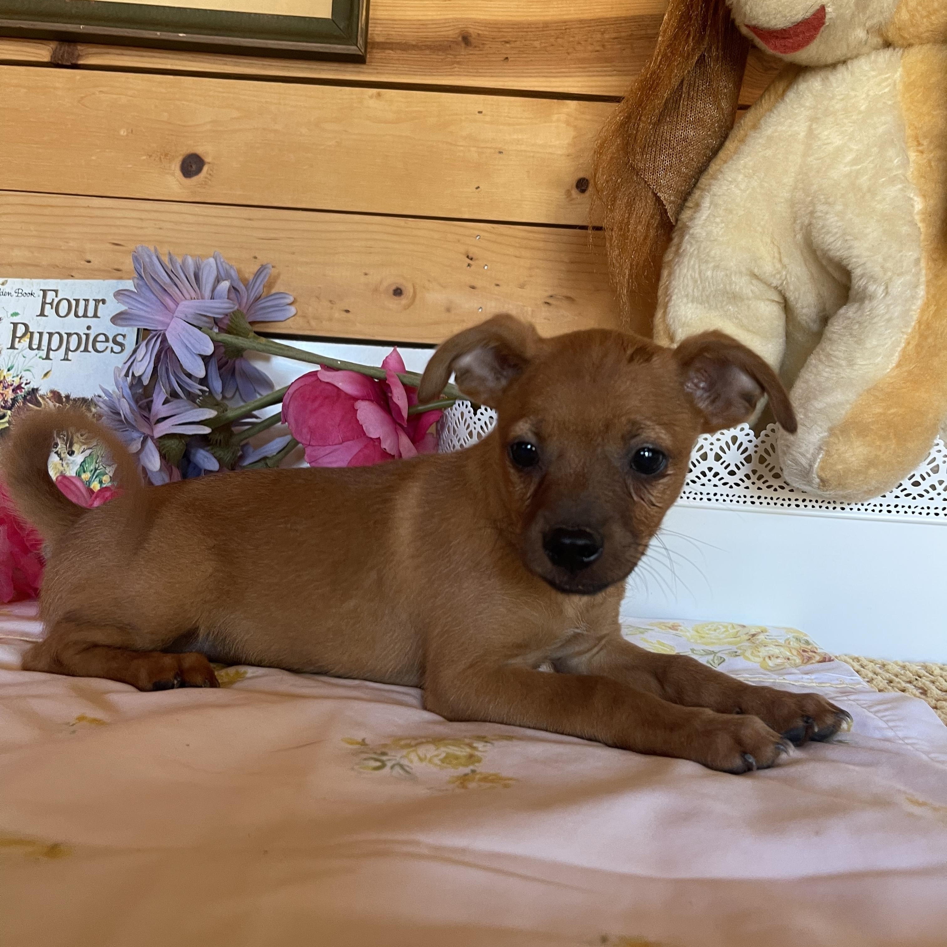 Flynn, an adopted mixed breed in Vacaville, CA image 2/4