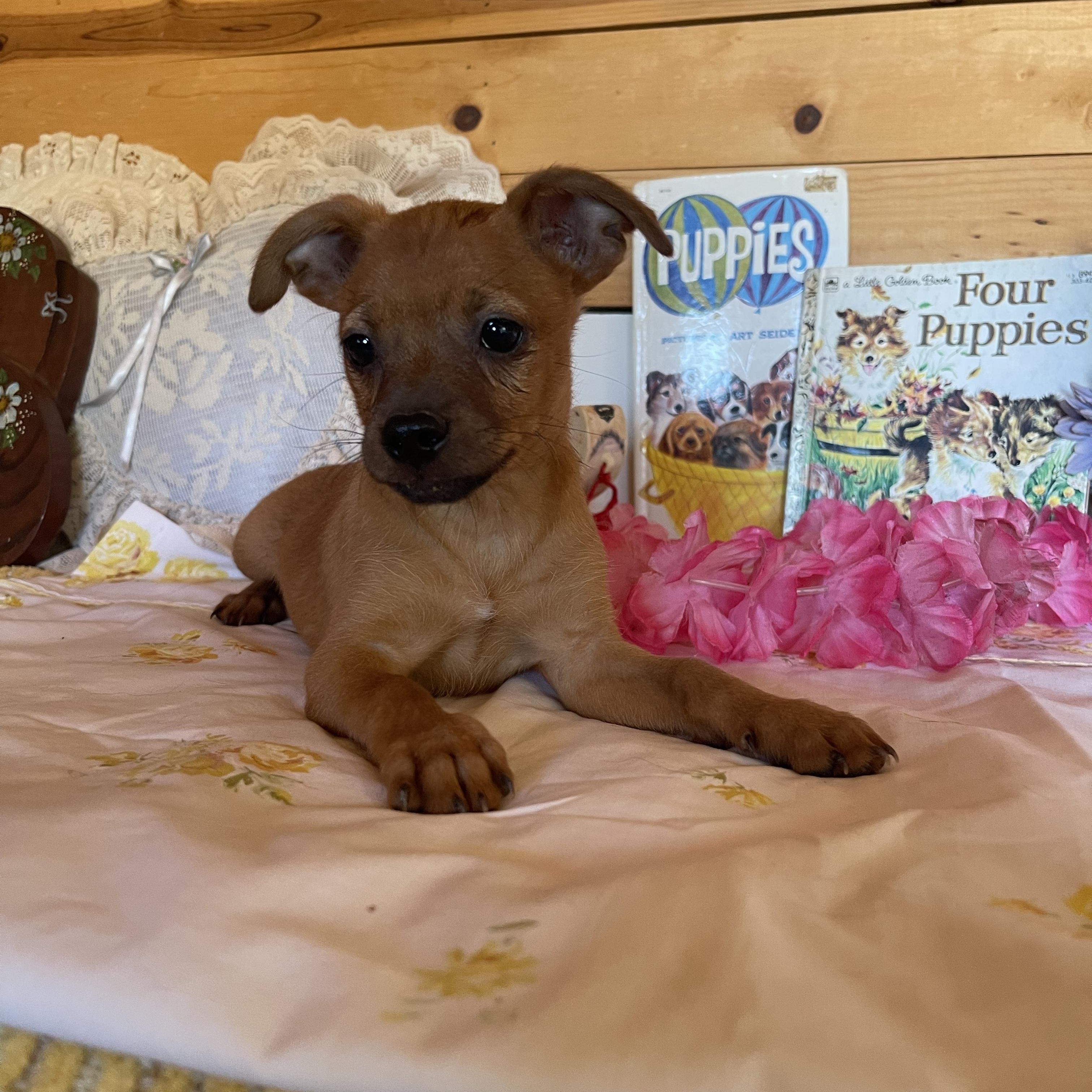 Flynn, an adopted mixed breed in Vacaville, CA image 1/4