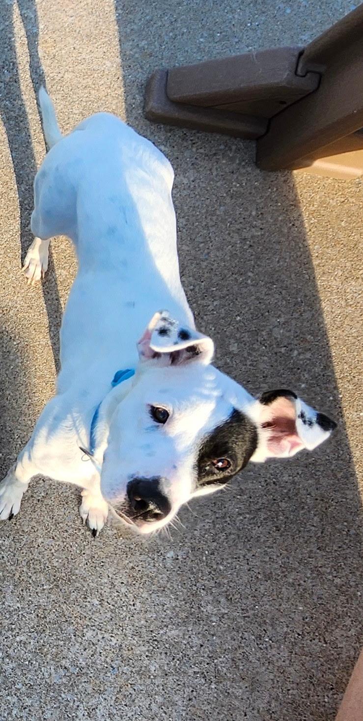 Enlarge Kris, a ADOPTABLE mixed breed in Saint Charles, MO image 2/5