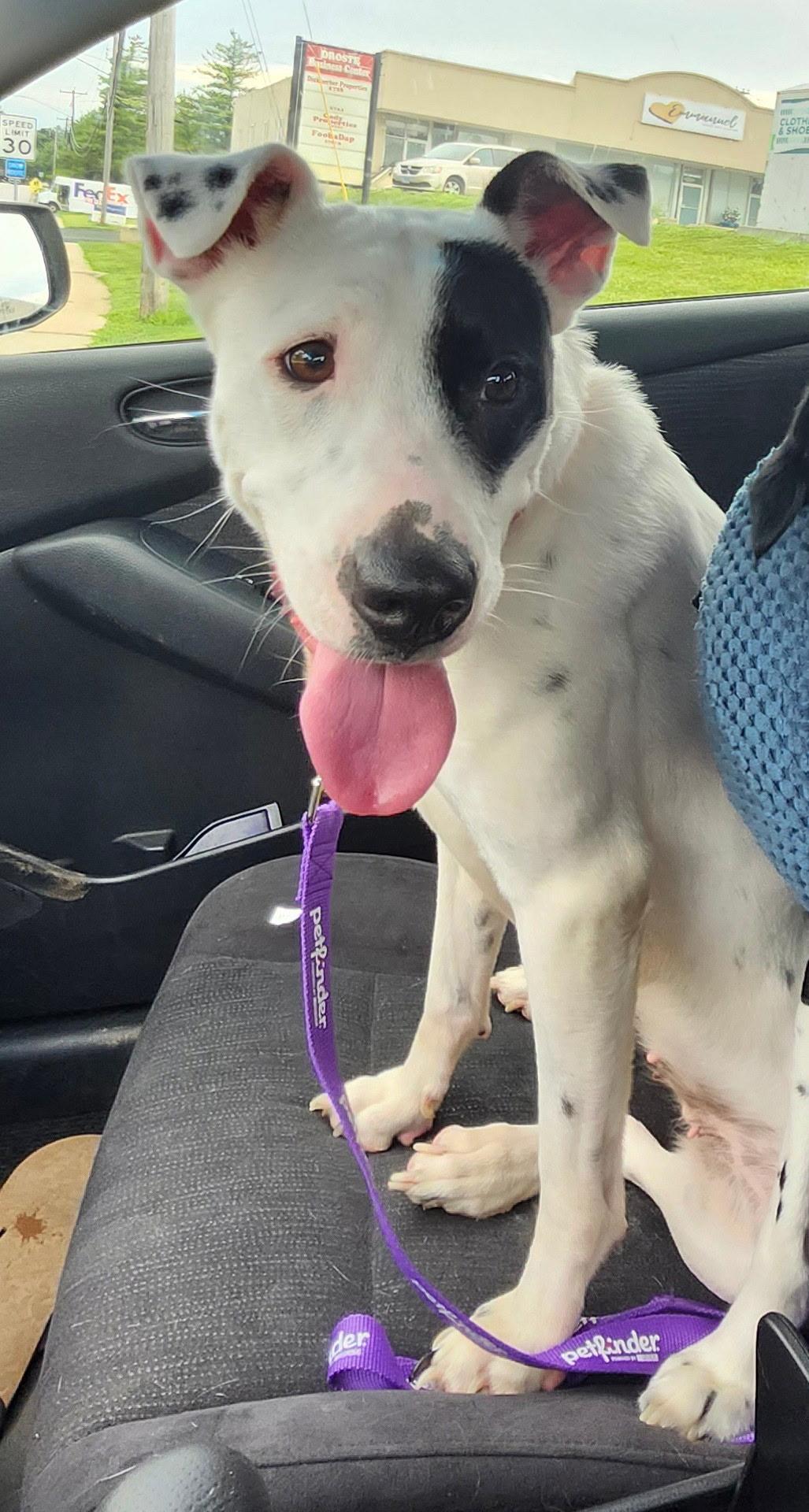 Enlarge Kris, a ADOPTABLE mixed breed in Saint Charles, MO image 5/5