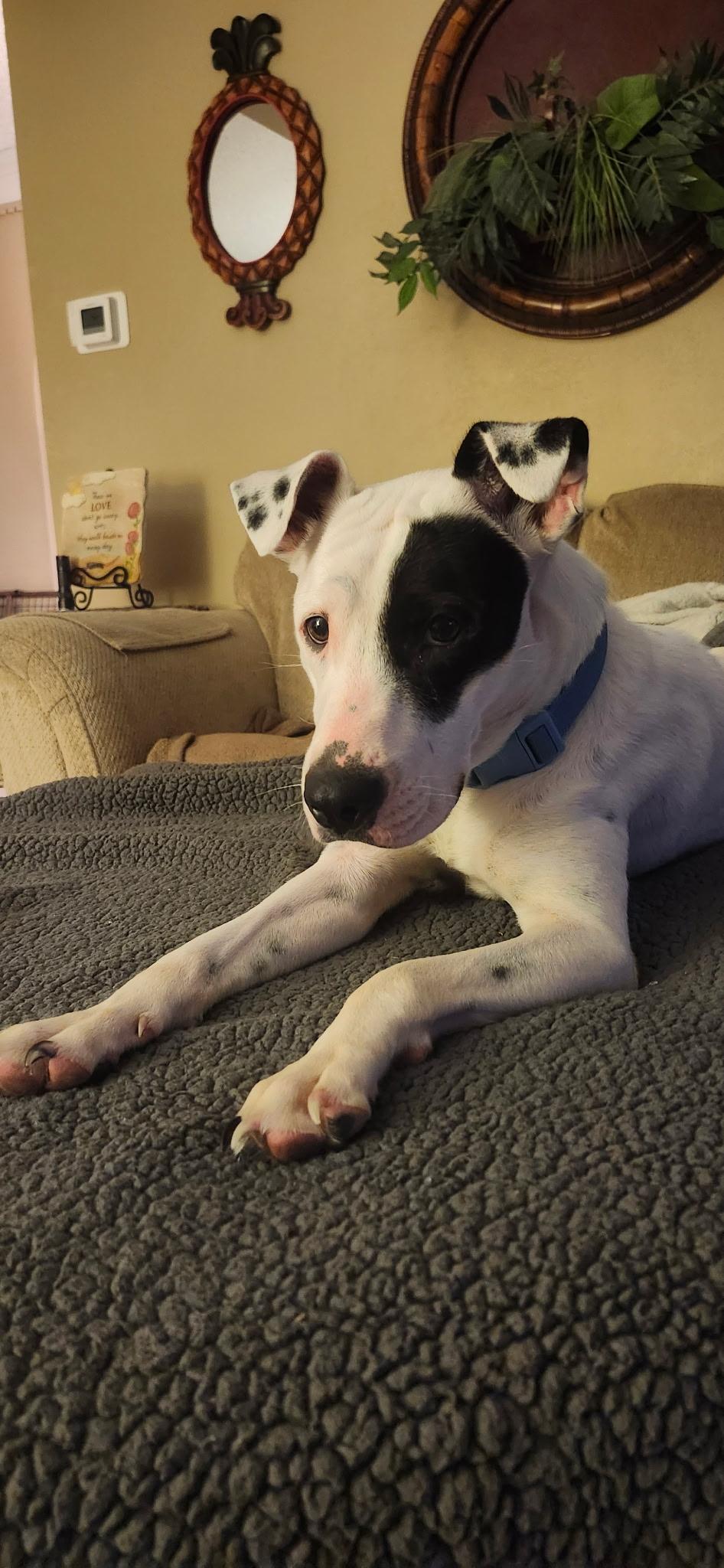 Enlarge Kris, a ADOPTABLE mixed breed in Saint Charles, MO image 4/5