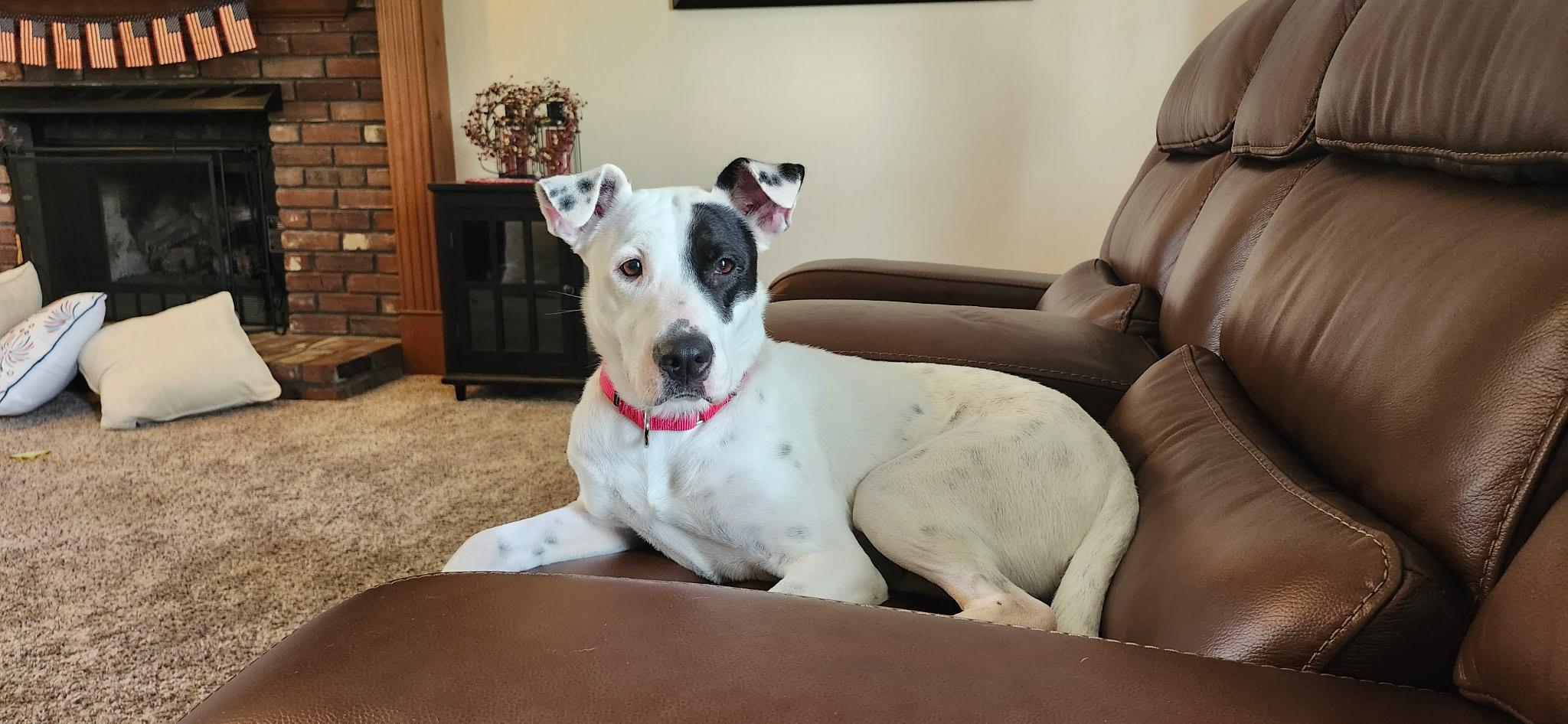Enlarge Kris, a ADOPTABLE mixed breed in Saint Charles, MO image 3/5