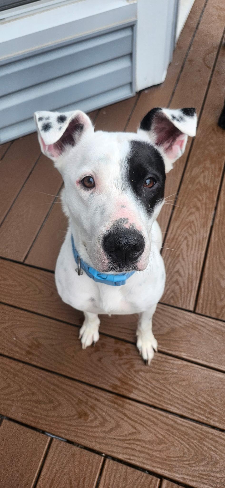 Enlarge Kris, a ADOPTABLE mixed breed in Saint Charles, MO image 1/5
