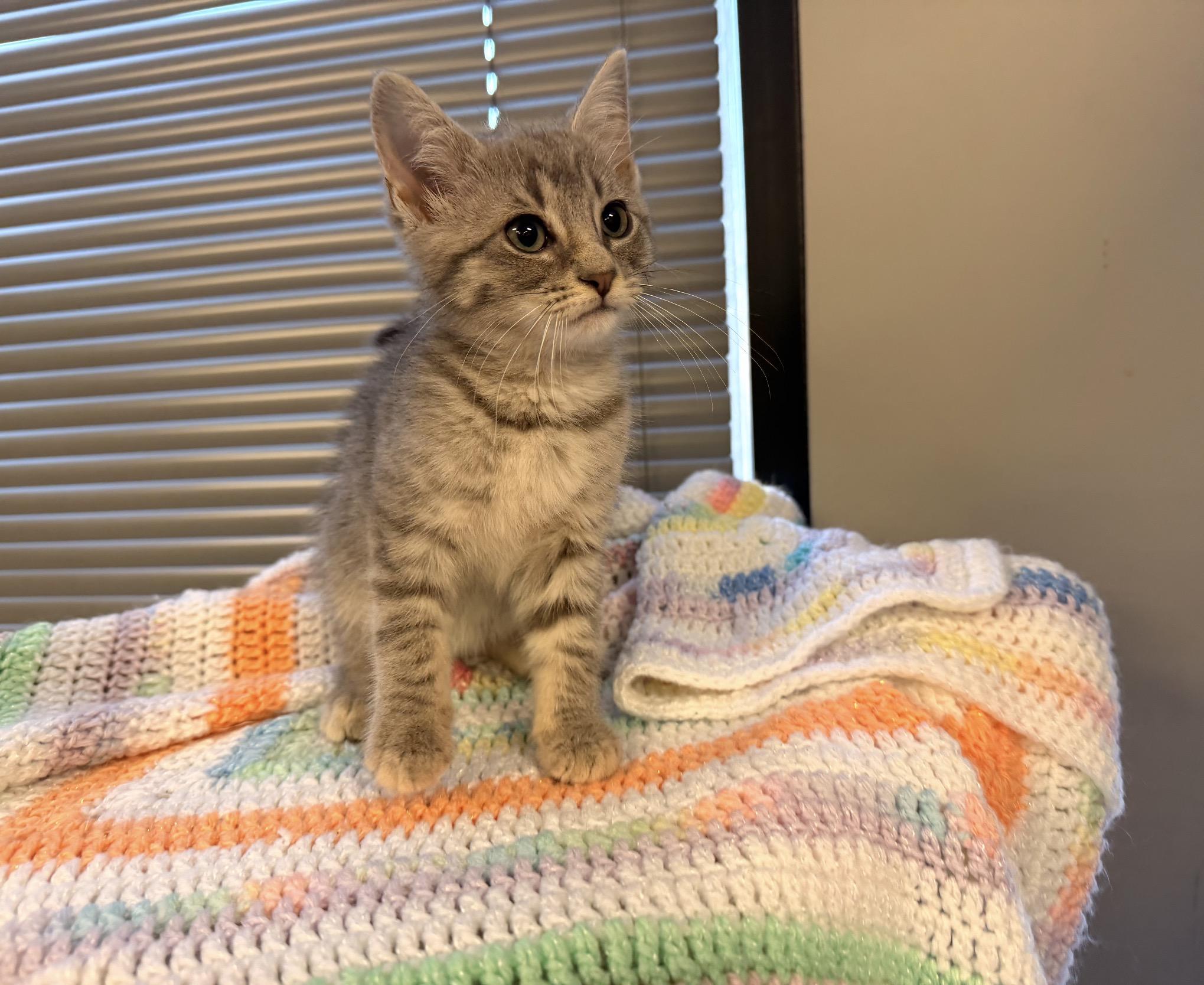 Athena, adopted, Kitten Female Domestic Short Hair & Tabby.