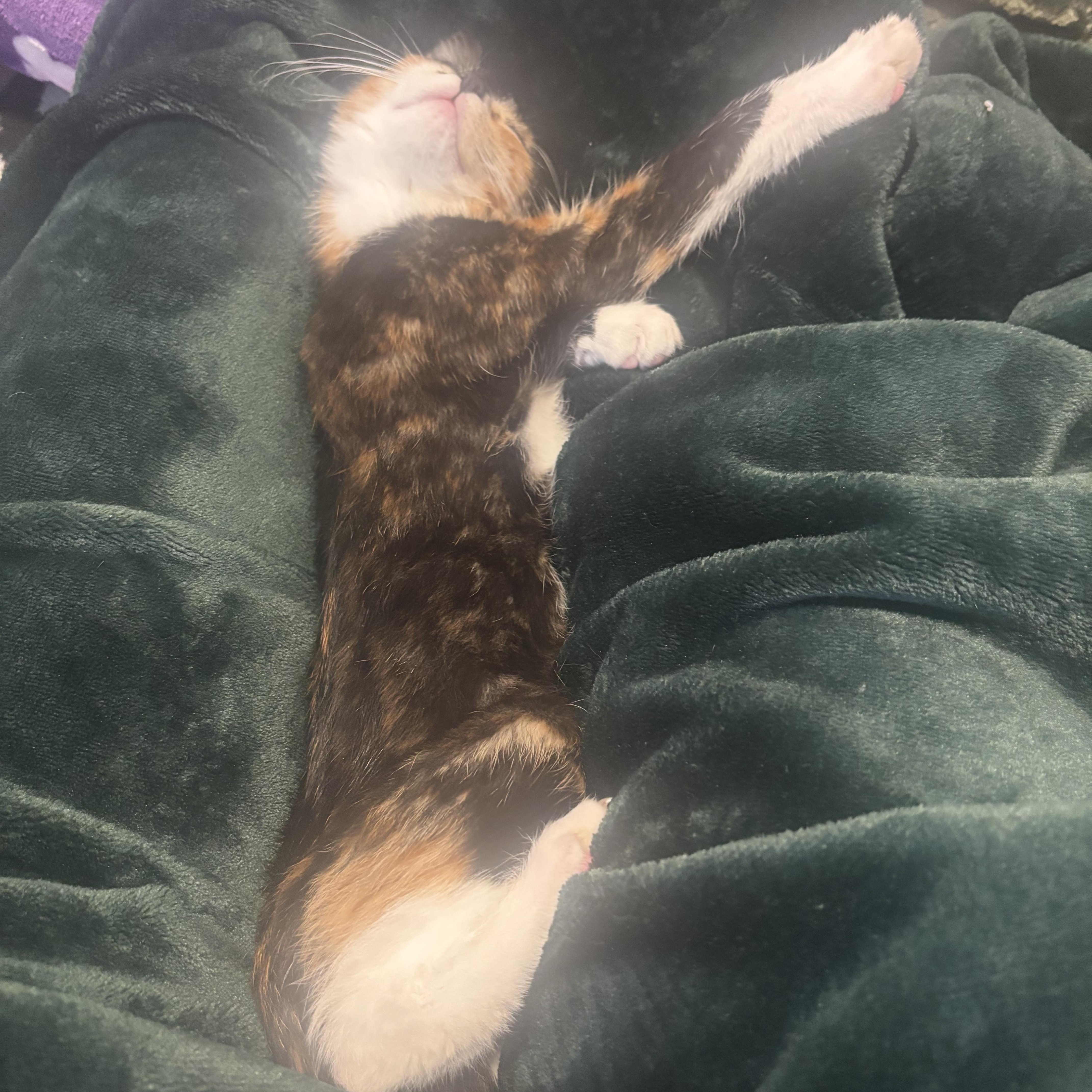 Enlarge Lourdes, an adopted Domestic Short Hair in Beltsville, MD image 2/6