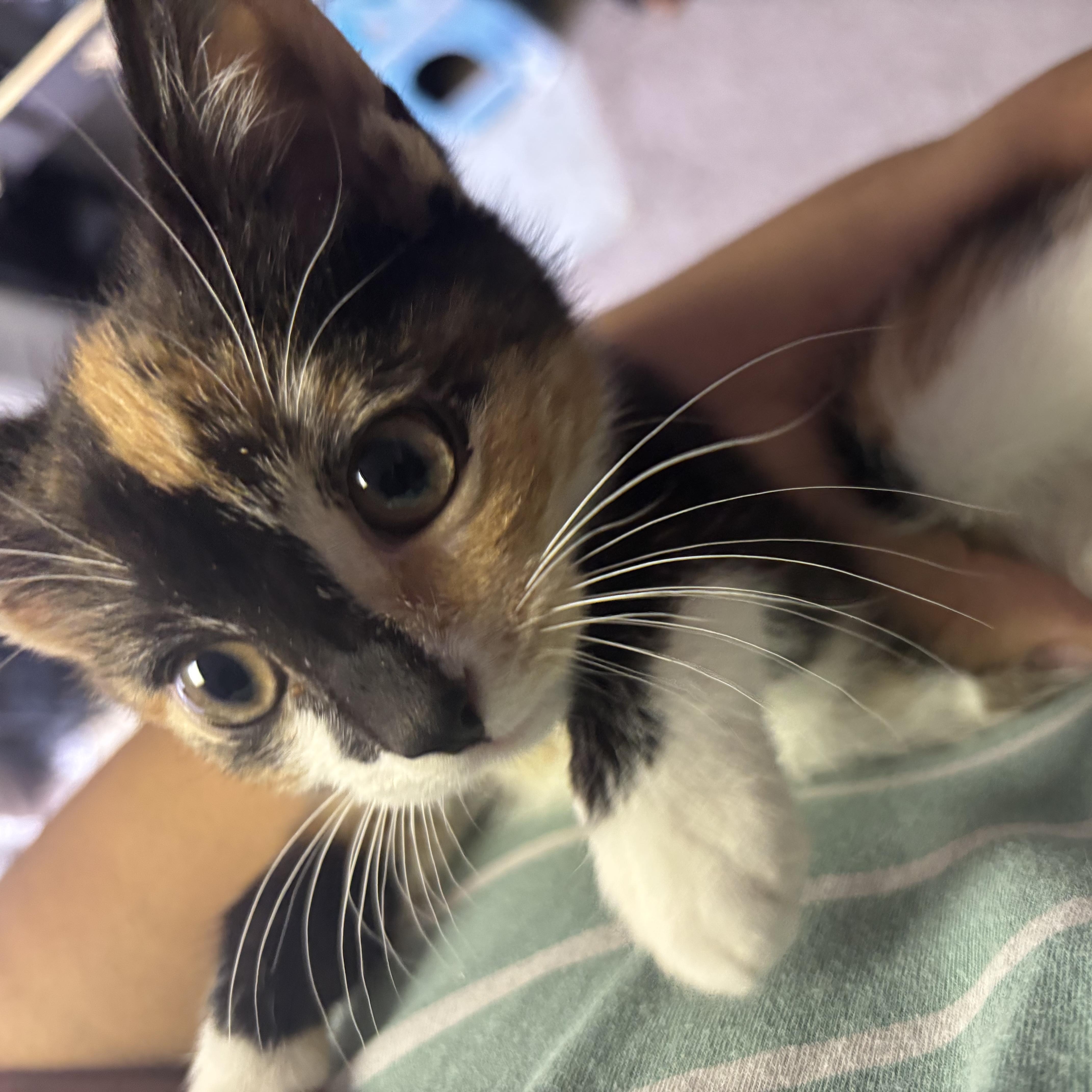 Enlarge Lourdes, an adopted Domestic Short Hair in Beltsville, MD image 6/6