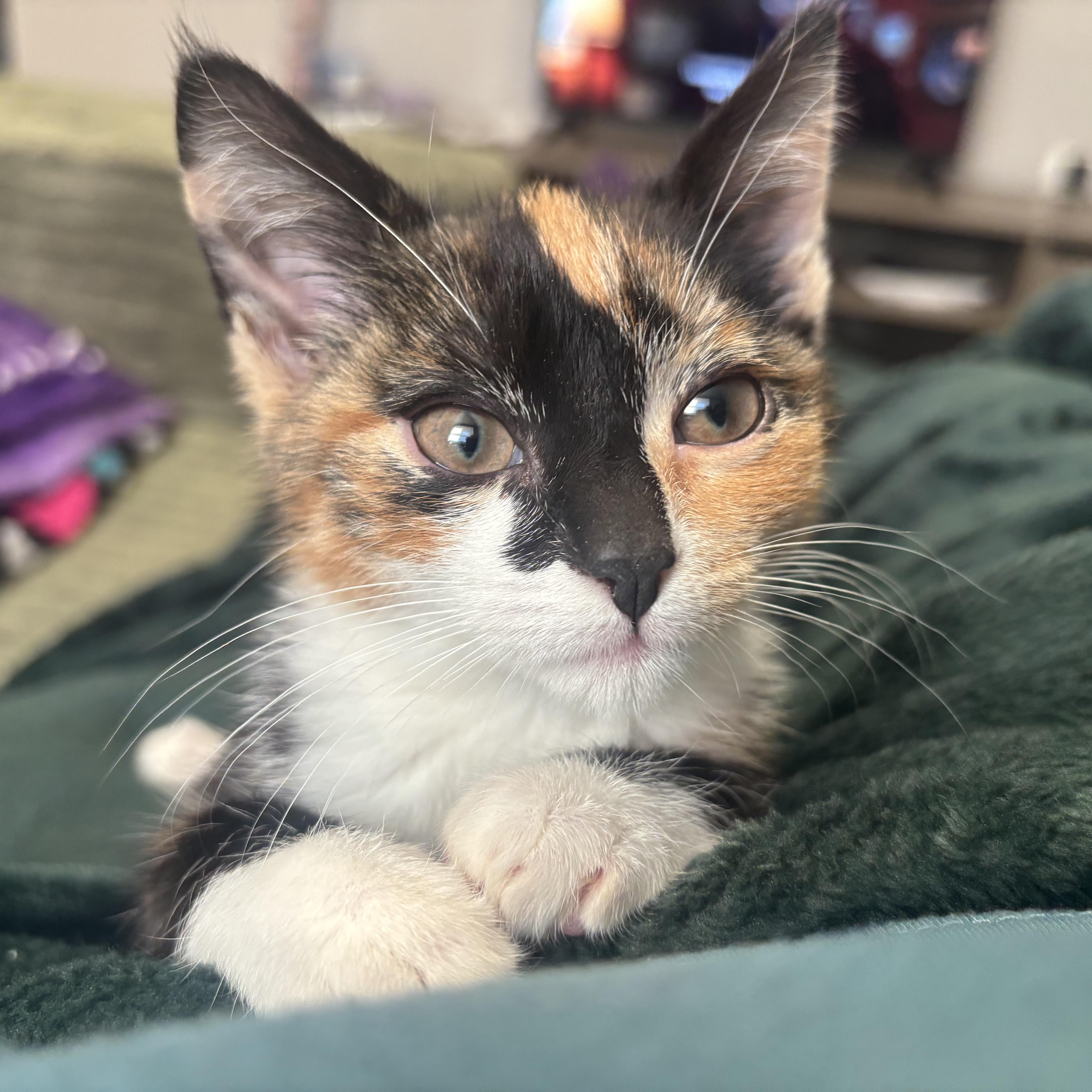 Lourdes, adopted, Kitten Female Domestic Short Hair.