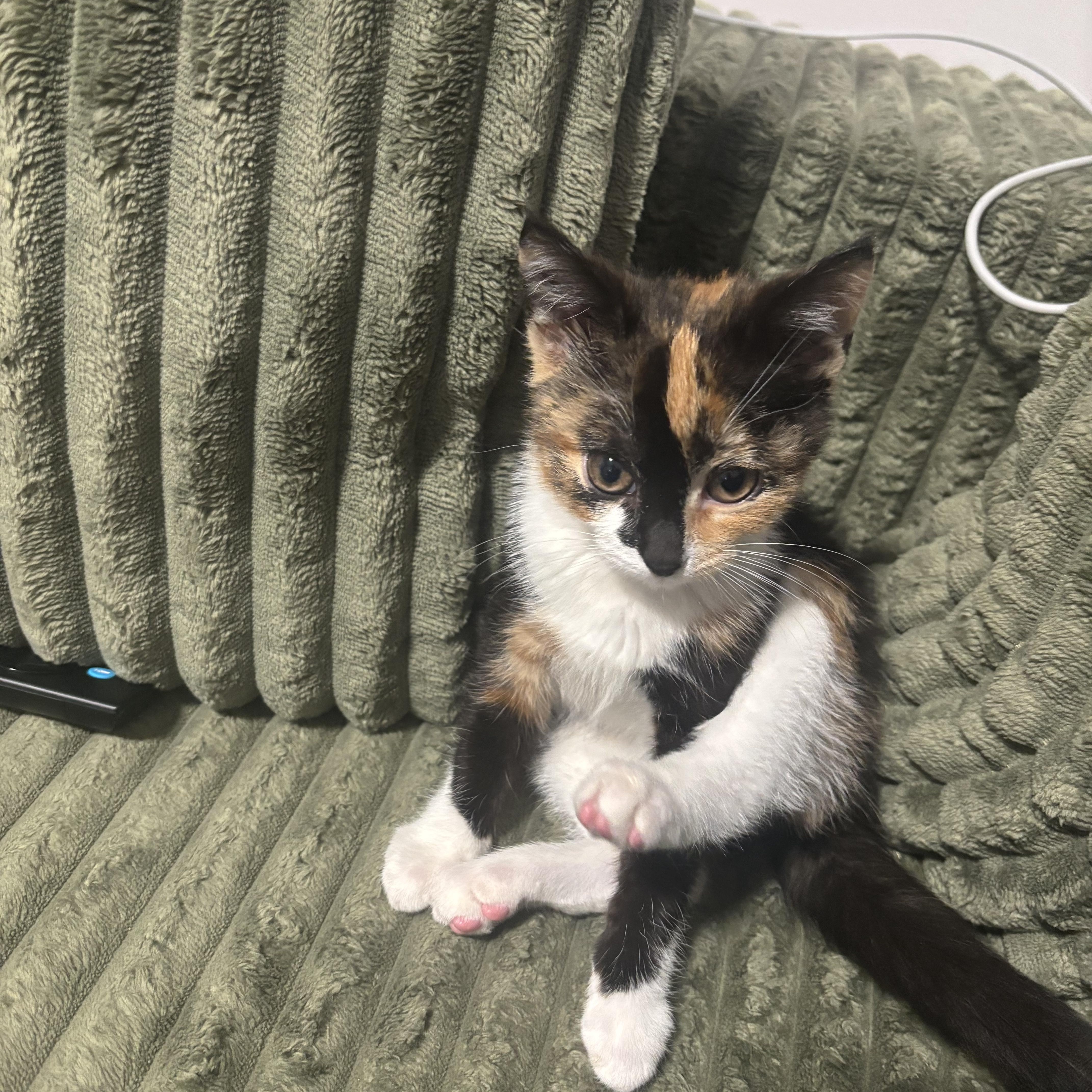 Enlarge Lourdes, an adopted Domestic Short Hair in Beltsville, MD image 4/6