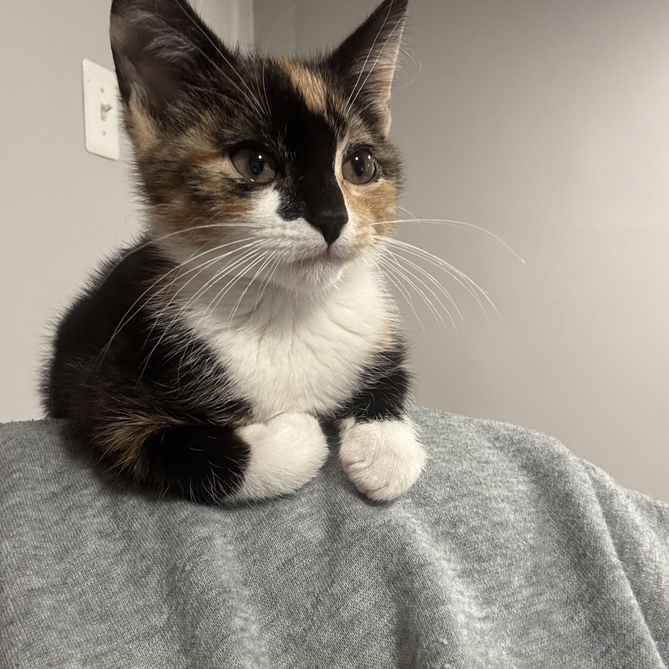 Enlarge Lourdes, an adopted Domestic Short Hair in Beltsville, MD image 3/6