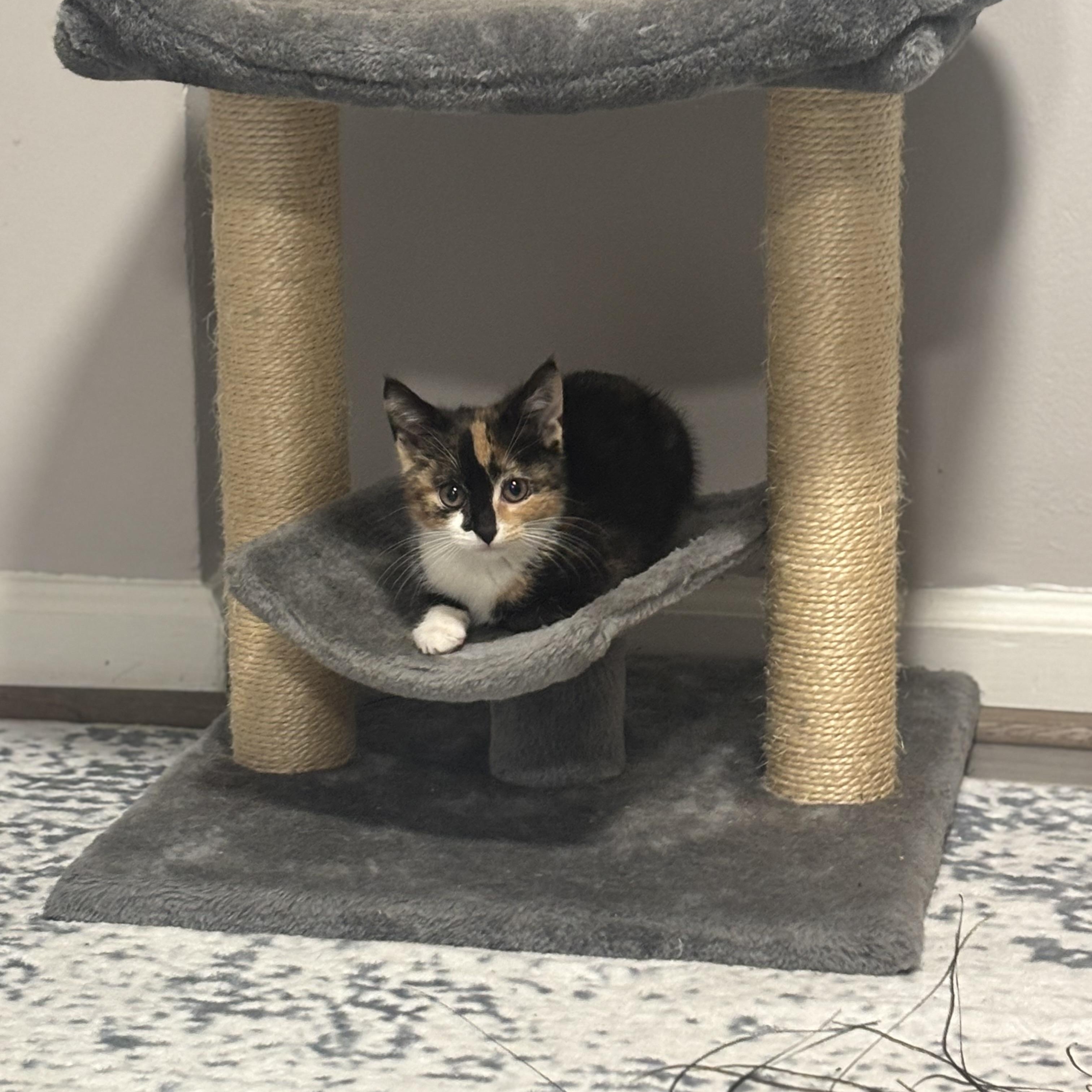 Enlarge Lourdes, an adopted Domestic Short Hair in Beltsville, MD image 5/6