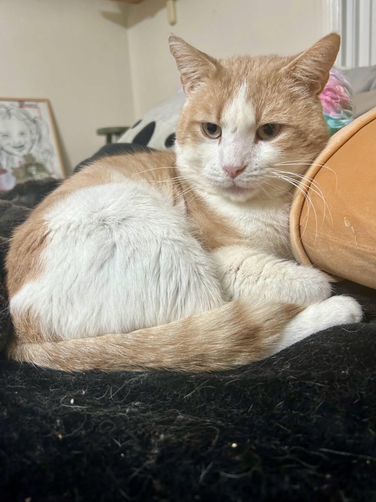 Enlarge Garfield, a Adoptable Domestic Short Hair in Warminster, PA image 3/3