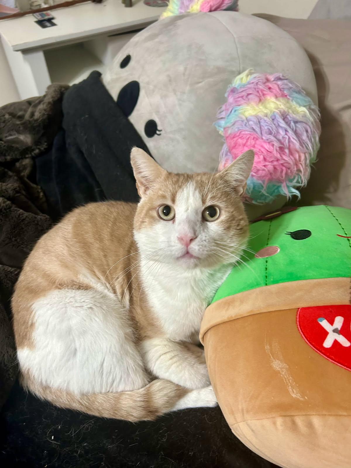 Enlarge Garfield, a Adoptable Domestic Short Hair in Warminster, PA image 1/3