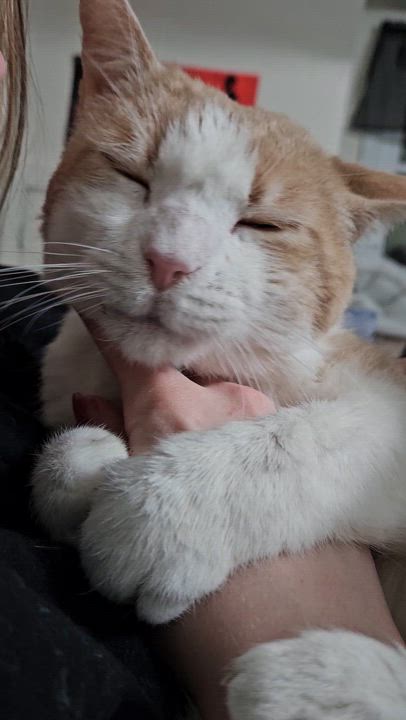 Enlarge Garfield, a Adoptable Domestic Short Hair in Warminster, PA video 2/3