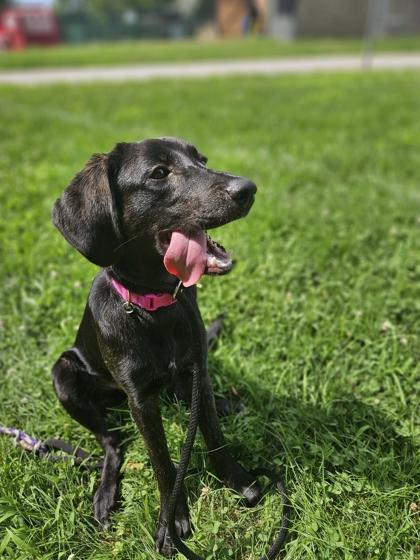 Trixie, Adoptable, Adult Female Hound & Mixed Breed.