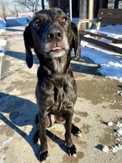 Enlarge Trixie, a Adoptable mixed breed in Independence, MO image 2/3