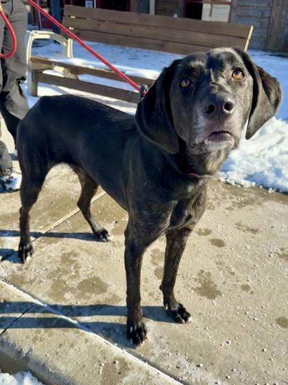 Enlarge Trixie, a Adoptable mixed breed in Independence, MO image 3/3