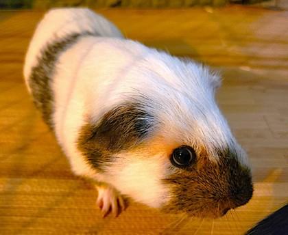 Smores, Adoptable, Adult Male Guinea Pig & Guinea Pig.