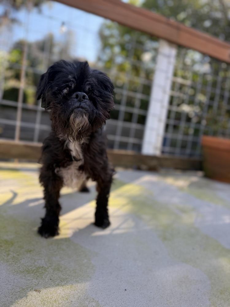 Milo, Adoptable, Senior Male Brussels Griffon.