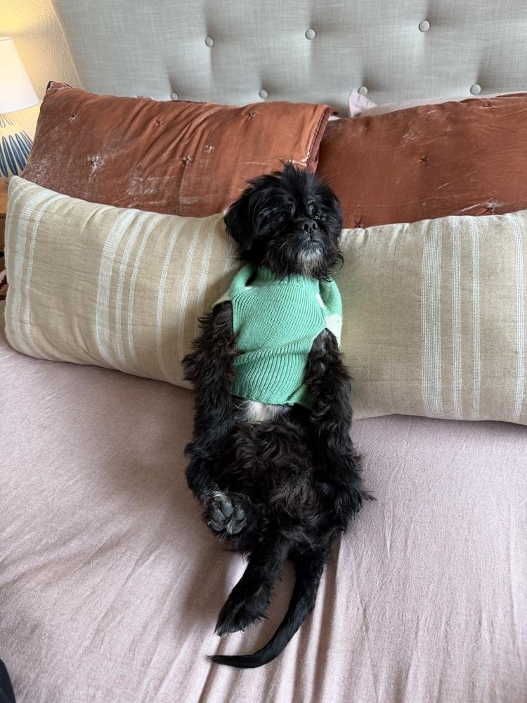 Enlarge Milo, a Adoptable mixed breed in Gig Harbor, WA image 2/5