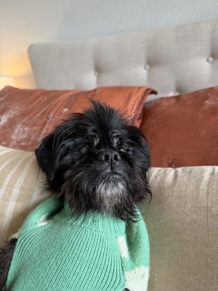 Enlarge Milo, a Adoptable mixed breed in Gig Harbor, WA image 3/5