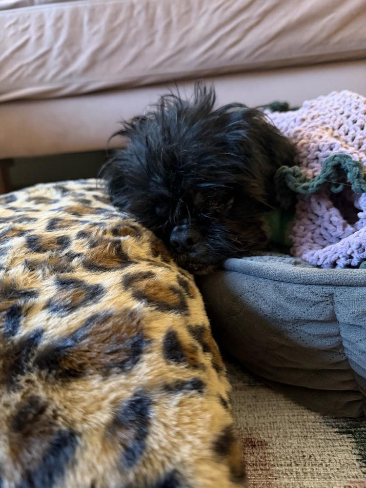 Enlarge Milo, a Adoptable mixed breed in Gig Harbor, WA image 4/5