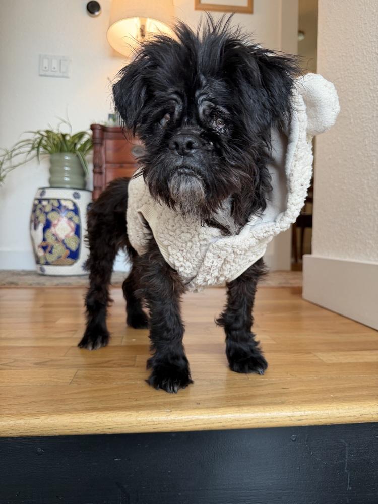 Enlarge Milo, a Adoptable mixed breed in Gig Harbor, WA image 5/5