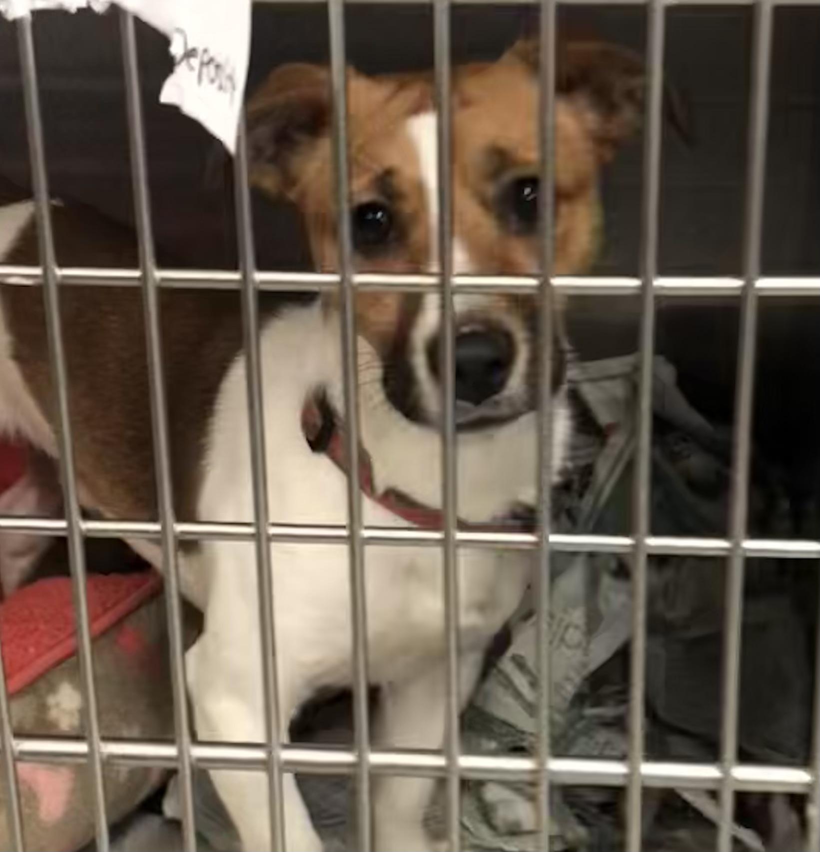 Little man, ADOPTABLE, Puppy Male Jack Russell Terrier.