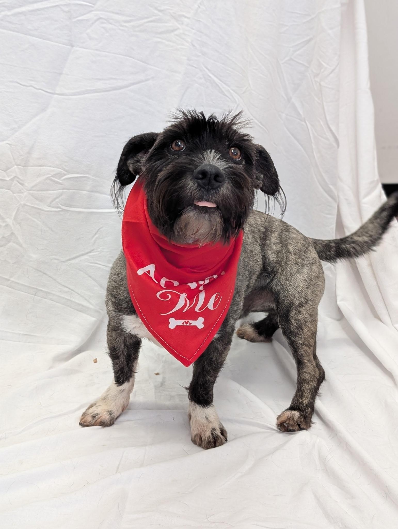 Enlarge Freddy, a Adoptable mixed breed in Pottstown, PA image 2/2