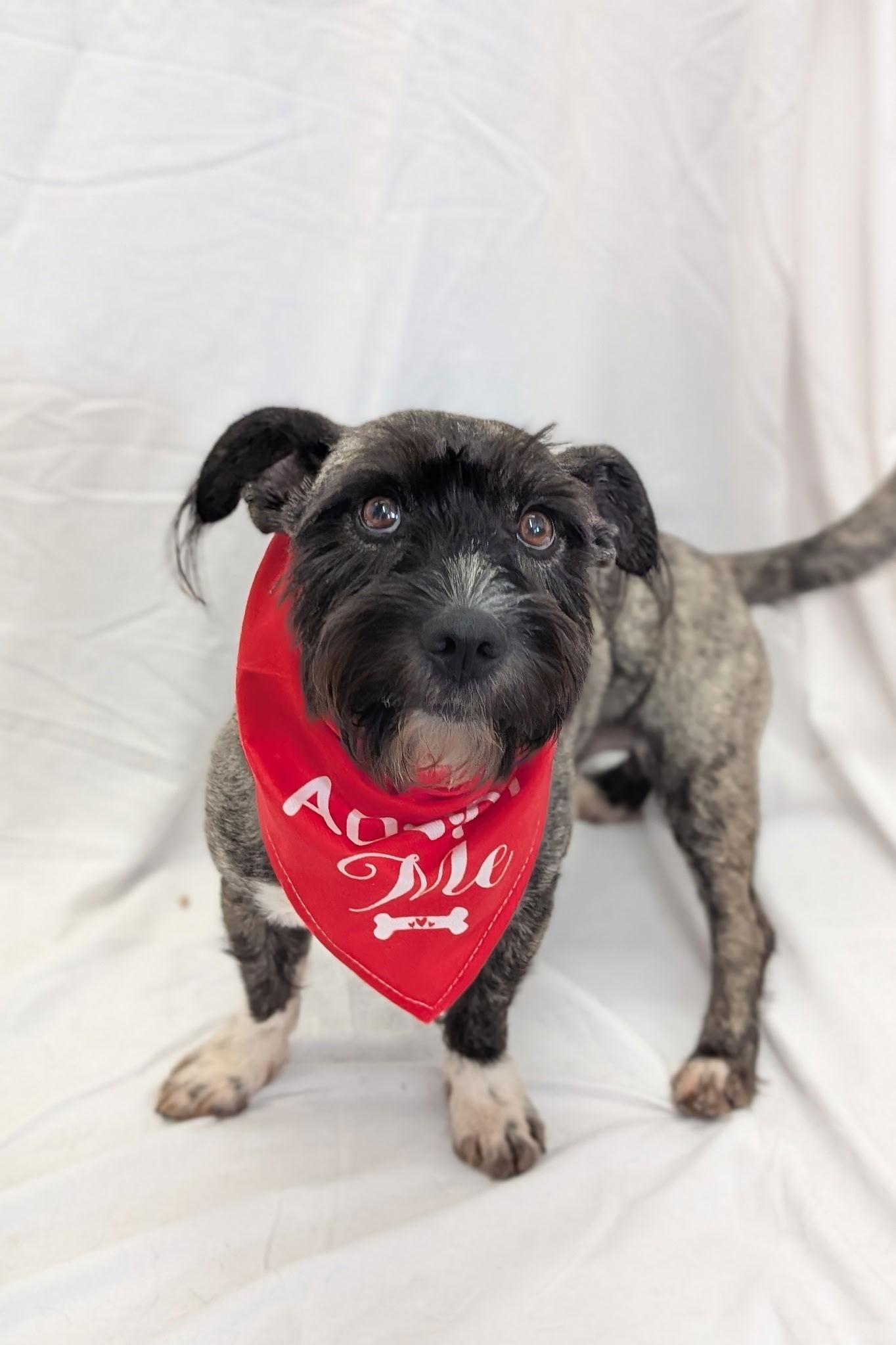 Freddy, Adoptable, Adult Male Terrier.