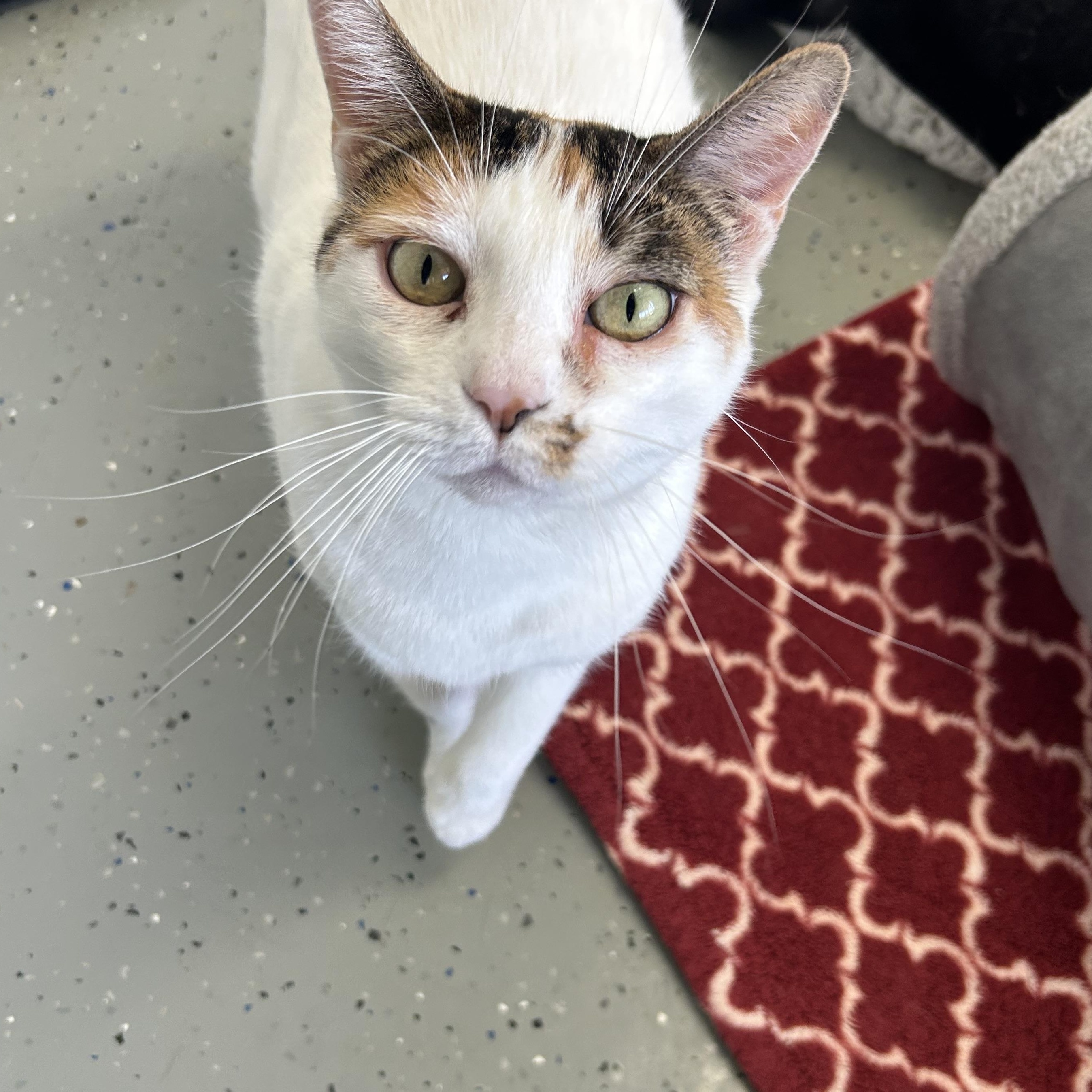 Blanca, a Adoptable Domestic Short Hair in El Cajon, CA image 2/2