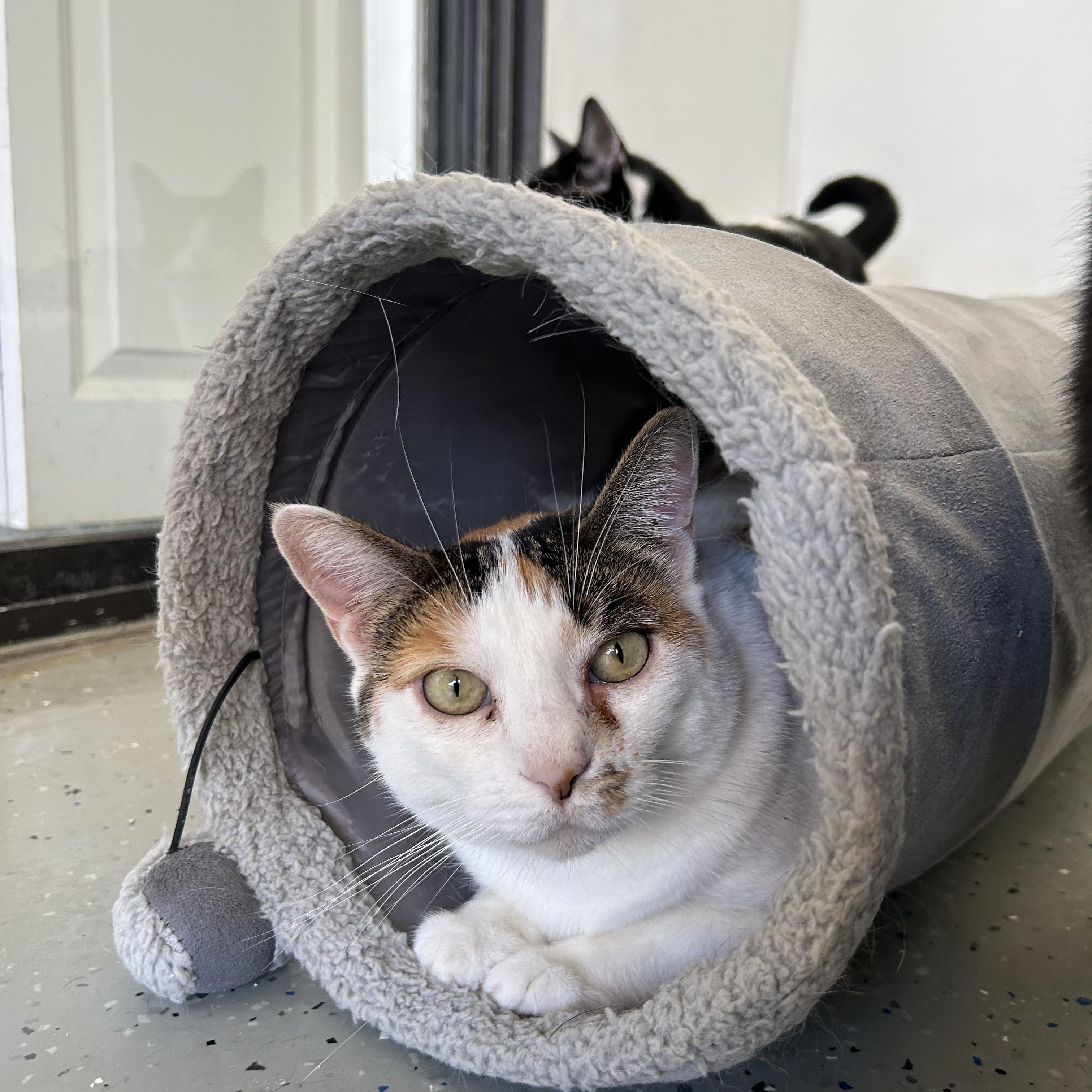 Blanca, Adoptable, Adult Female Domestic Short Hair.