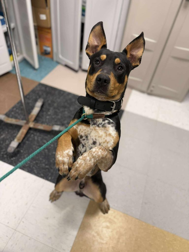 Nimbus, a Adoptable mixed breed in Raleigh, NC image 1/6