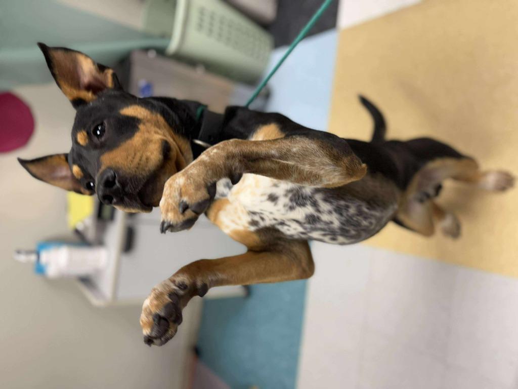 Nimbus, a Adoptable mixed breed in Raleigh, NC image 3/6