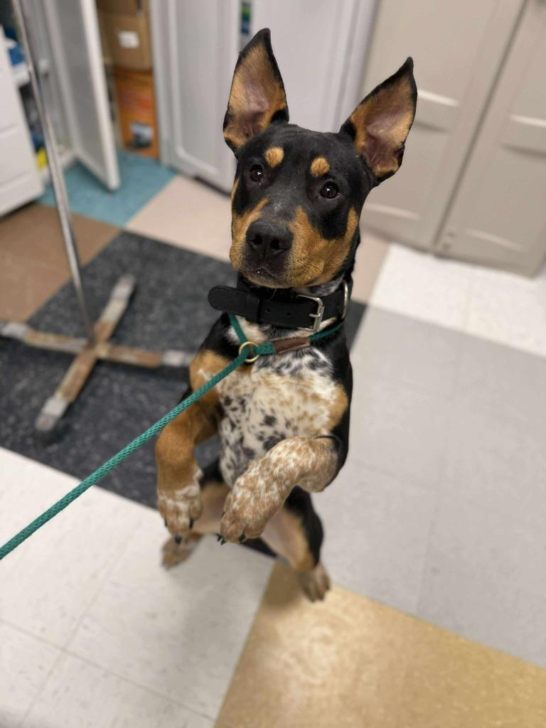 Nimbus, a Adoptable mixed breed in Raleigh, NC image 6/6