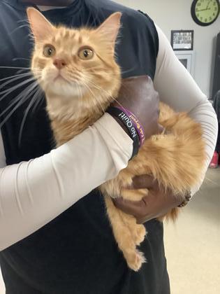 Naru — thumbnail 3