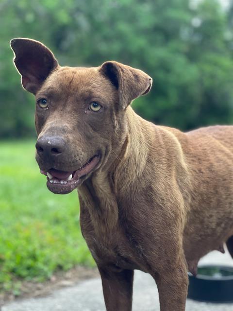 Enlarge MOLLY WEASLEY, a Adoptable Mixed Breed in Jacksonville, FL image 1/1