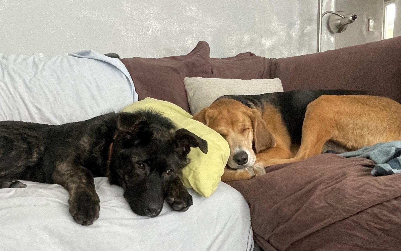 Tala, Adoptable, Young Female Labrador Retriever.