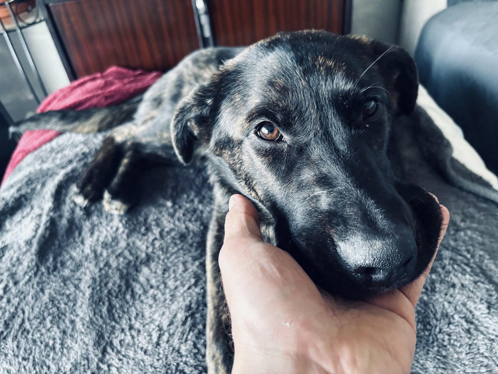 Tala, a Adoptable Labrador Retriever in Etobicoke, ON image 2/3