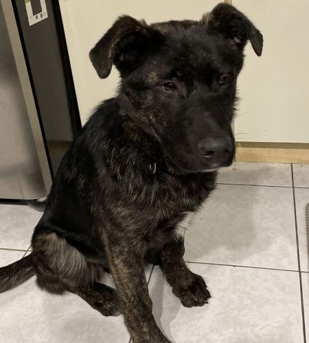 Enlarge Tala, a Adoptable Labrador Retriever in Etobicoke, ON image 1/1