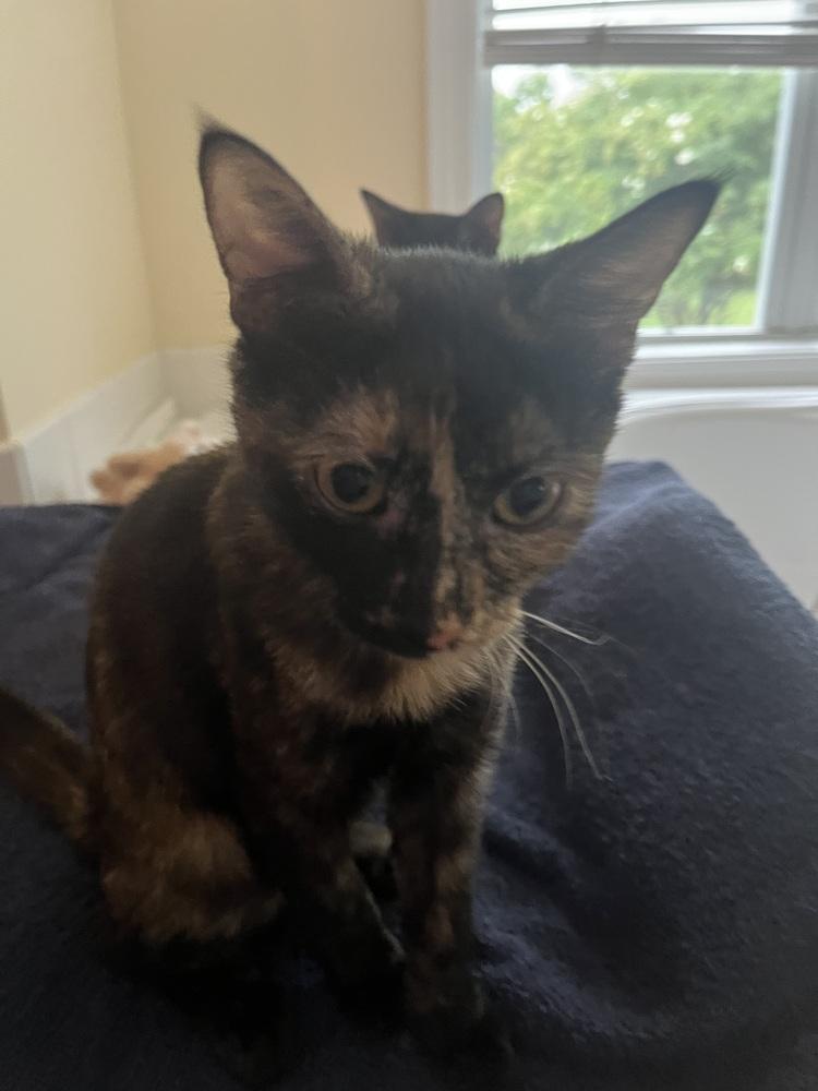 Enlarge Peppermint Patty, a Adoptable Domestic Short Hair in Kinston, NC image 1/2
