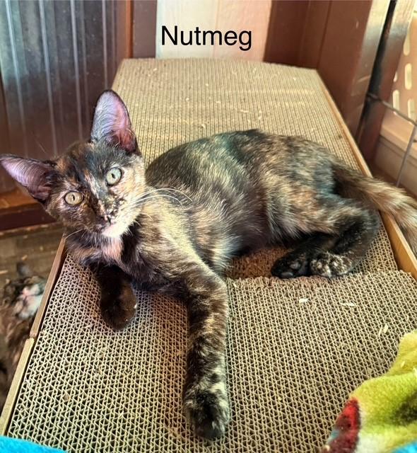 Nutmeg, ADOPTABLE, Young Female Domestic Short Hair.