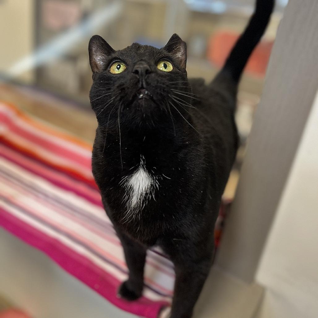 Bargain, Adoptable, Adult Male Domestic Short Hair.