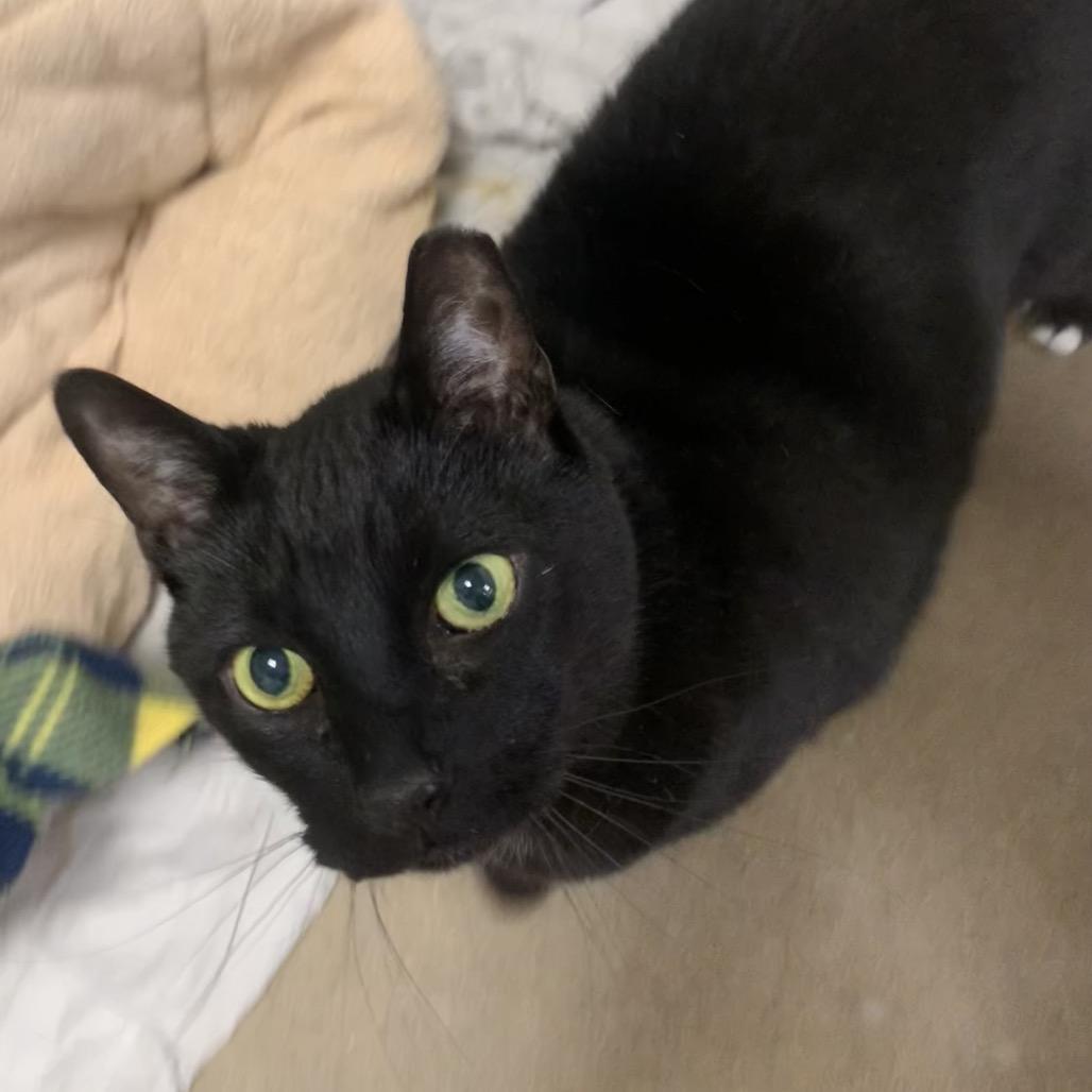 Bargain, a Adoptable Domestic Short Hair in Eastford, CT image 2/3