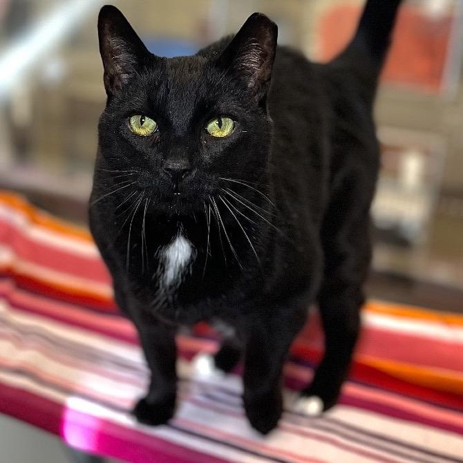 Bargain, a Adoptable Domestic Short Hair in Eastford, CT image 3/3