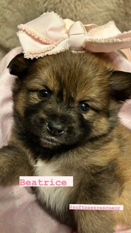 Beatrice, Adopted, Puppy Female Corgi & Pomeranian.