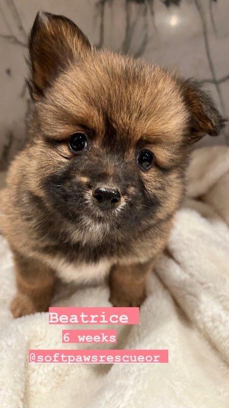 Beatrice, a Adopted mixed breed in Bend, OR image 3/5