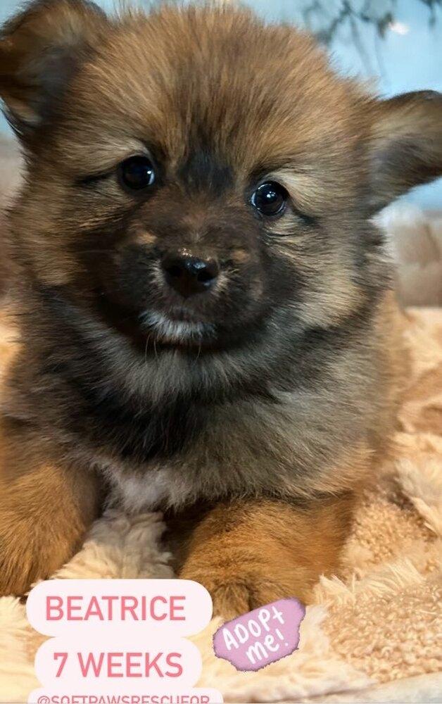 Beatrice, a Adopted mixed breed in Bend, OR image 4/5